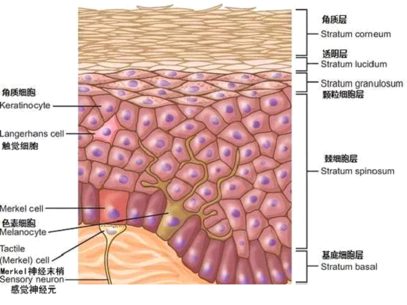 孚立美乳膏是如何淡化皮肤色素的？